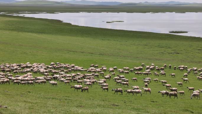 草原绵羊放牧吃草羊群山坡湖泊蓝天白云草地