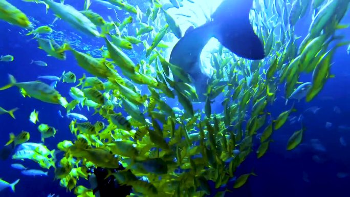 海洋馆 海洋生物 水下生物