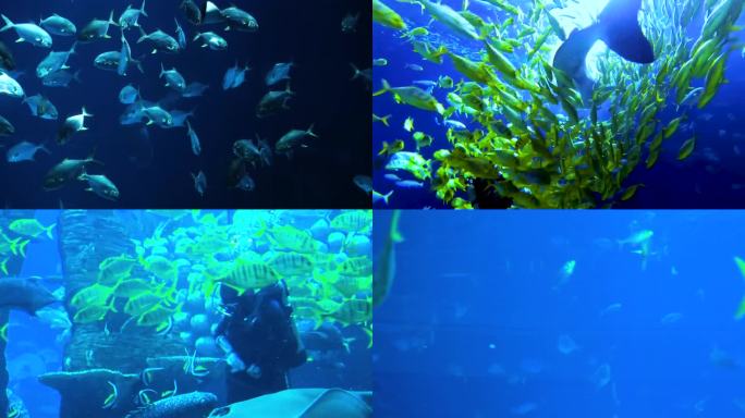 海洋馆 海洋生物 水下生物
