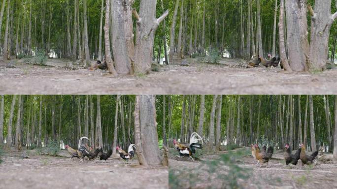 鸡群 散养 走地鸡 绿色养殖