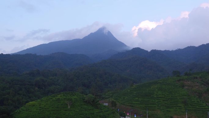 五指山茶园