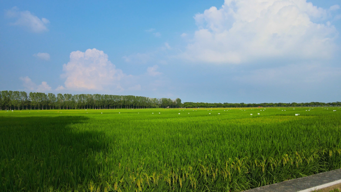 希望的田野