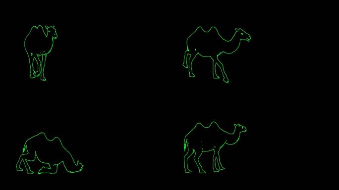 激光投影骆驼