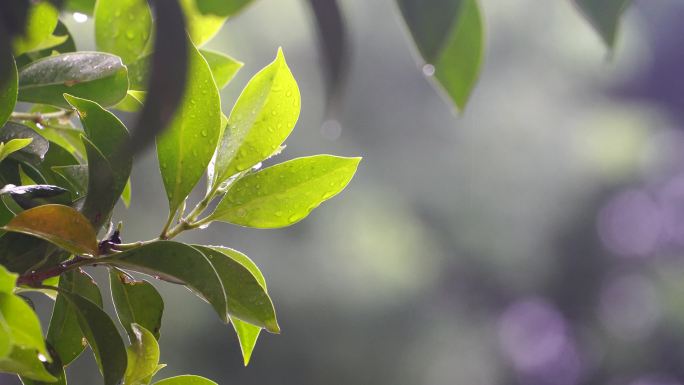 下雨植物绿叶1/5