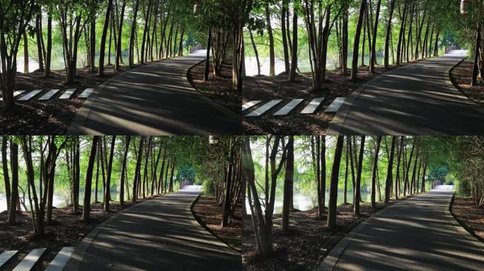 唯美林荫路光影