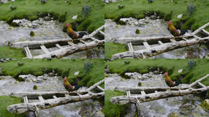 河水流动 吃虫子长大的公鸡 自然觅食