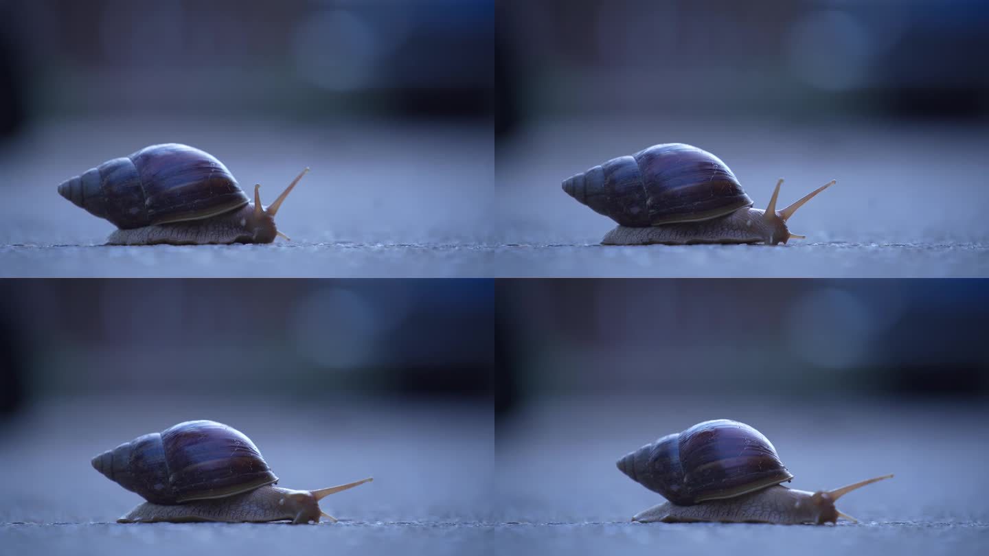 缓慢爬行的蜗牛02