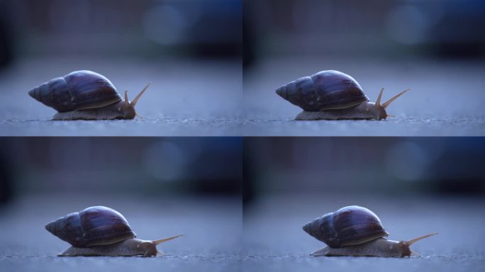 缓慢爬行的蜗牛02
