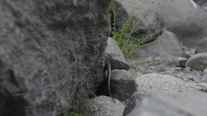 蜥蜴跑视频素材 西藏岩蜥 鬣蜥科