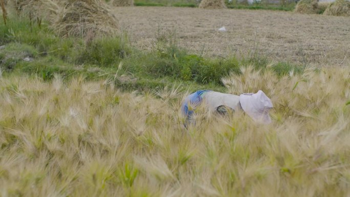 麦地 麦熟 麦收 割麦子割麦麦客 青稞田