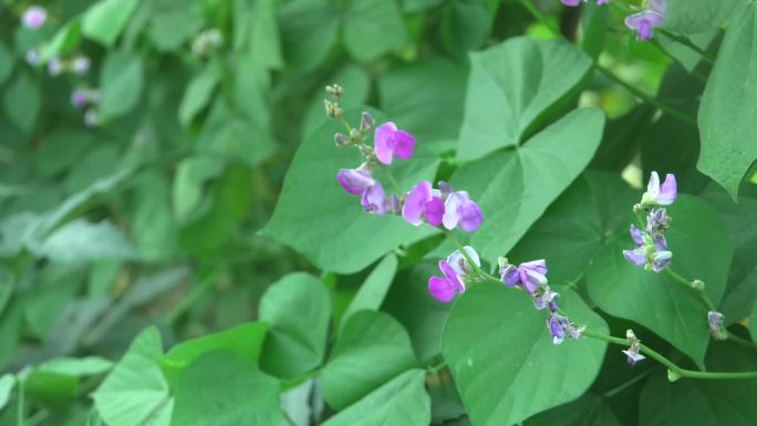 扁豆 植株 花期 果期