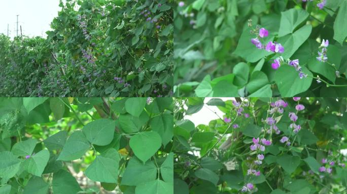 扁豆 植株 花期 果期