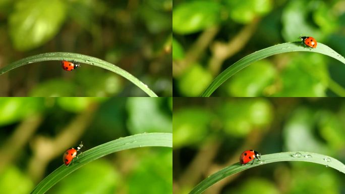 水珠 白露 瓢虫 小草