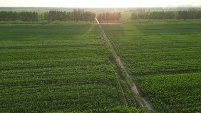 唯美大气日落玉米地航拍农业4k素材