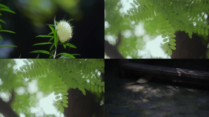 树叶虚化光影空镜头