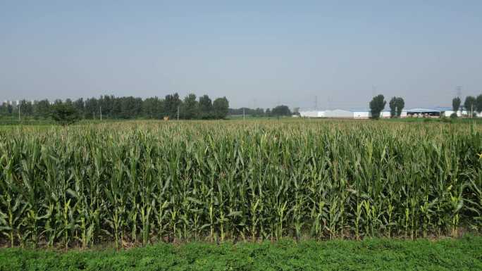 玉米地航拍农业4k素材