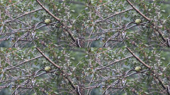 绿鸠在榕树上梳理羽毛