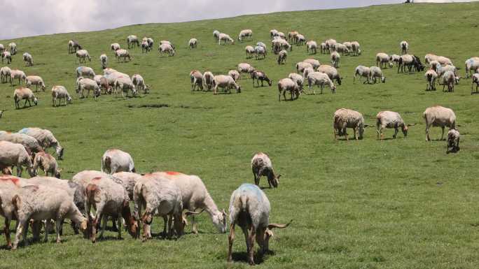 若尔盖草原绵羊放牧吃草羊群山坡蓝天白云