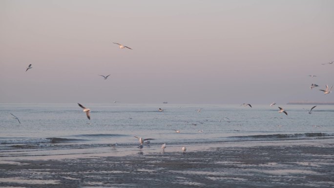 冬天大海和海鸥