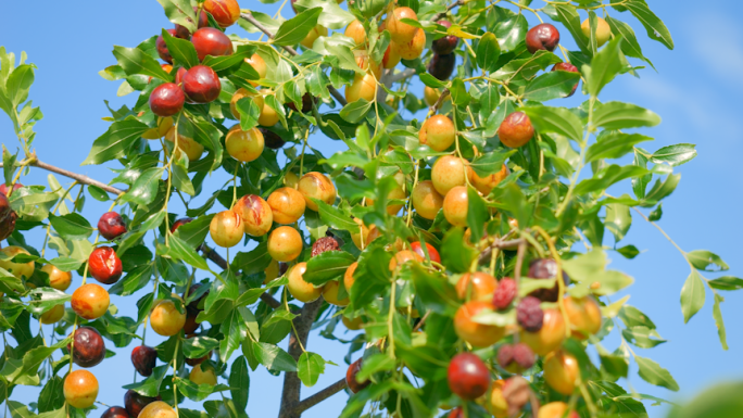 水果红枣子枣子树