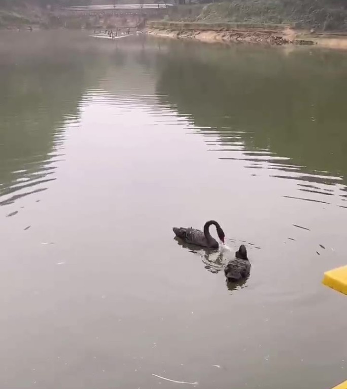 池塘黑鸭子