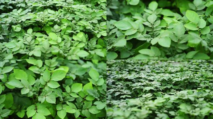 马铃薯大棚种植特写