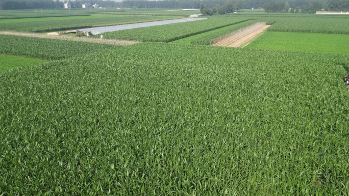 玉米地农业航拍4K素材
