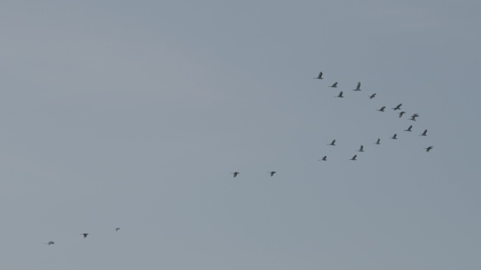 鸟群在天空中飞翔
