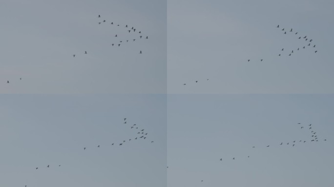 鸟群在天空中飞翔