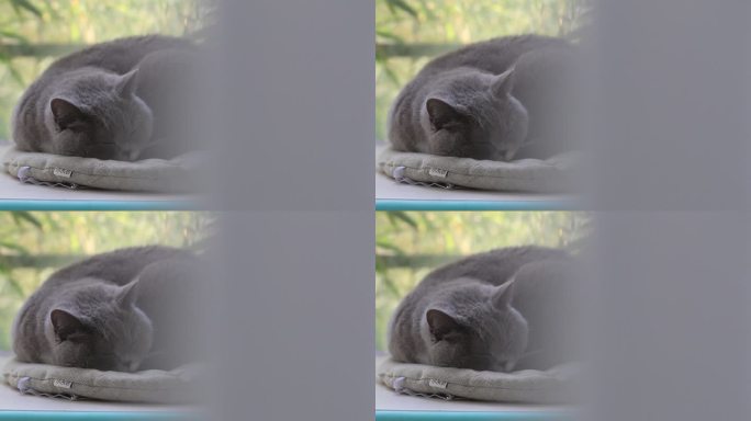 一只灰色的英国短毛猫正在睡觉