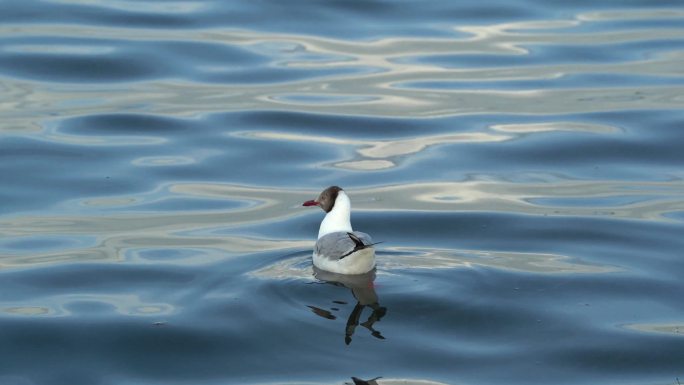 青海湖海鸥