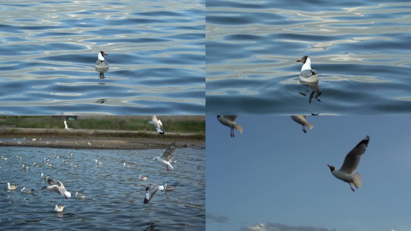 青海湖海鸥