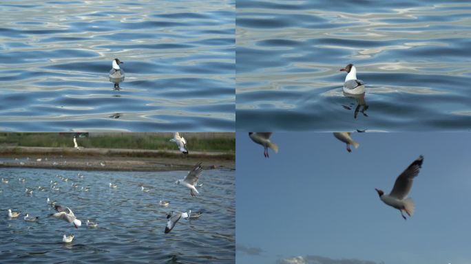 青海湖海鸥