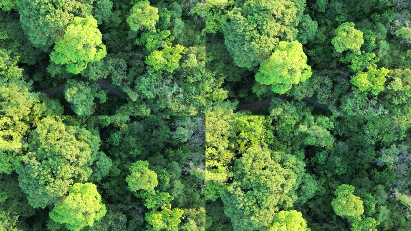 树林森林绿树绿植物