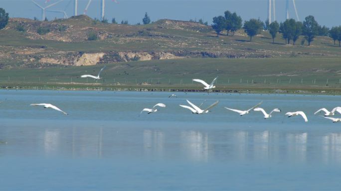 湿地白琵鹭