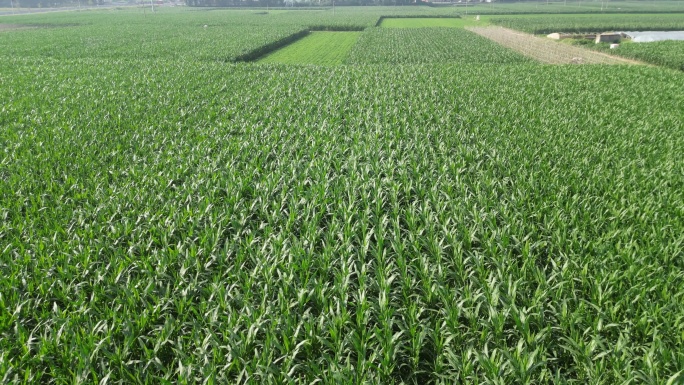 玉米地农业航拍4K素材