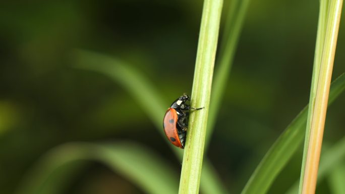 瓢虫 昆虫 七星瓢虫在稻田爬行