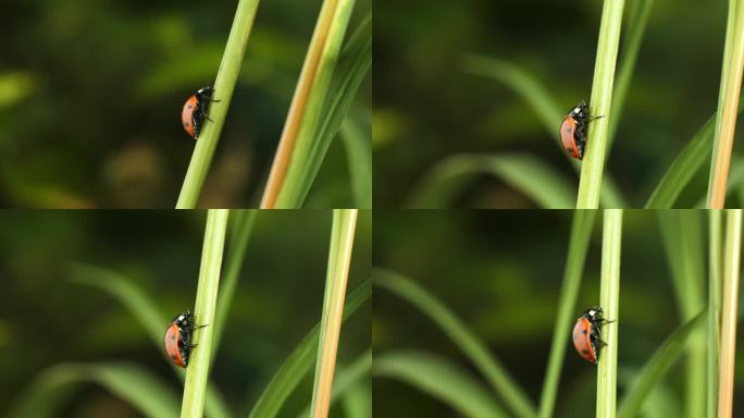 瓢虫 昆虫 七星瓢虫在稻田爬行