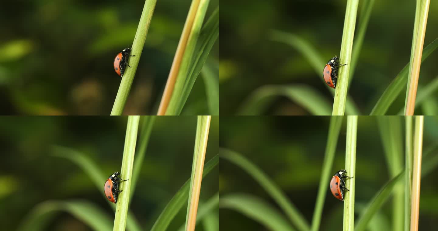 瓢虫 昆虫 七星瓢虫在稻田爬行