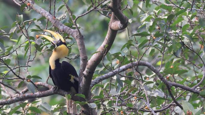 出巢不久双角犀鸟幼鸟在热带雨林中的榕树上