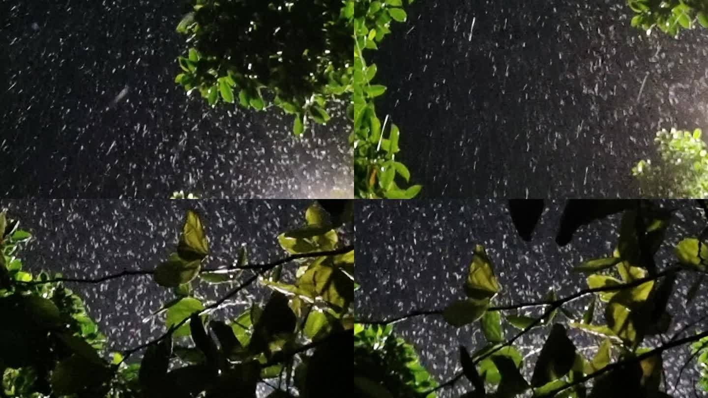 光晕唯美雨夜逆光雨点绿树逆光雨丝雨夜意