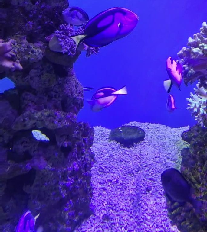 7猪头小鱼珊瑚