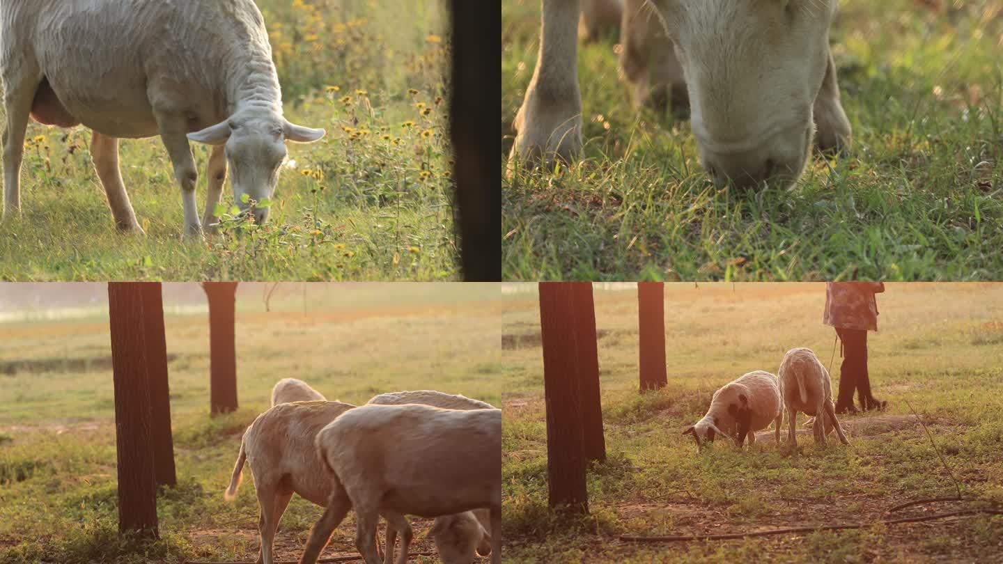羊 夕阳下 羊儿在吃草 大特写 放羊狗