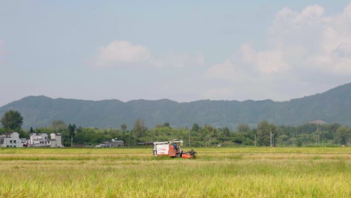 收割机正在南方水稻田内收割4k