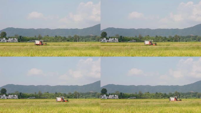收割机正在南方水稻田内收割4k