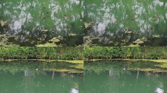 水 水质 河水 浮漂  树倒影