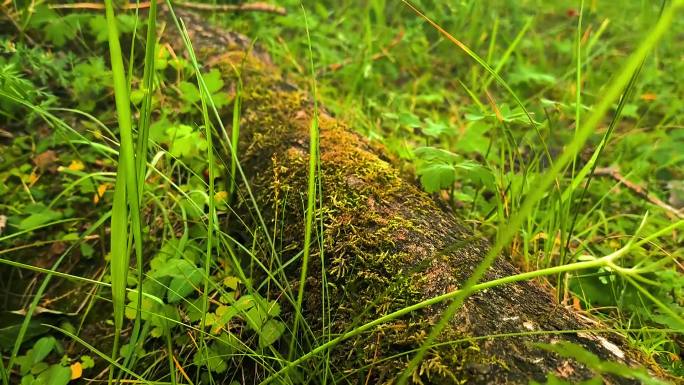 树根上的苔藓