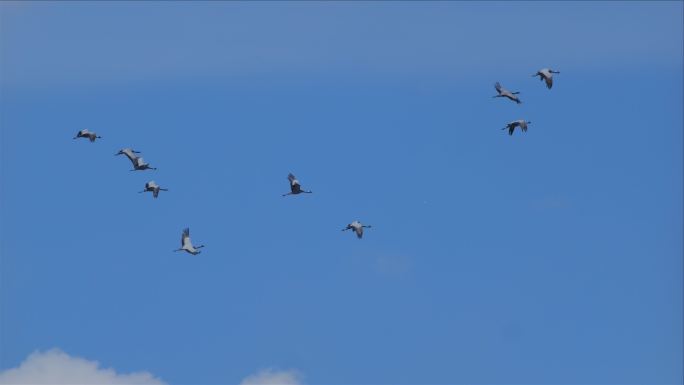 大自然蓝天中飞翔的鹤群