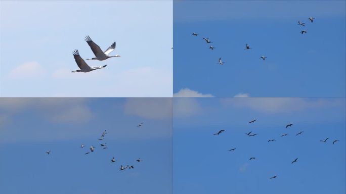 大自然蓝天中飞翔的鹤群