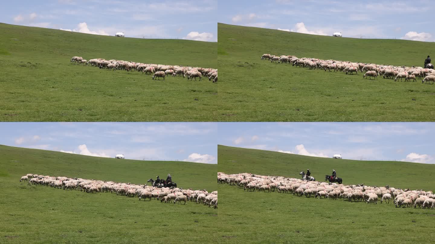 若尔盖草原绵羊放牧吃草羊群山坡蓝天白云
